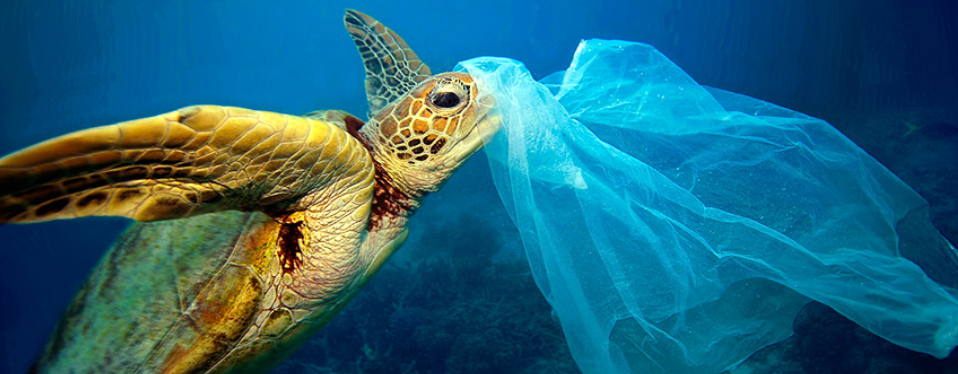 turtle eating plastic